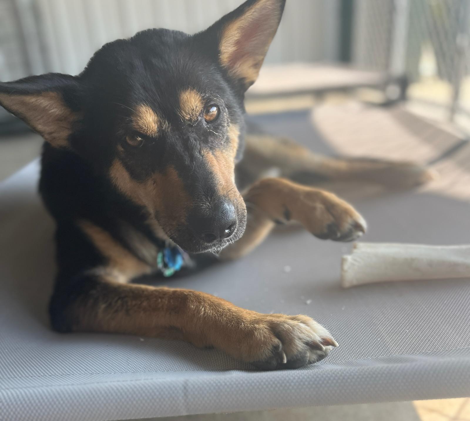 Dog Days of Summer