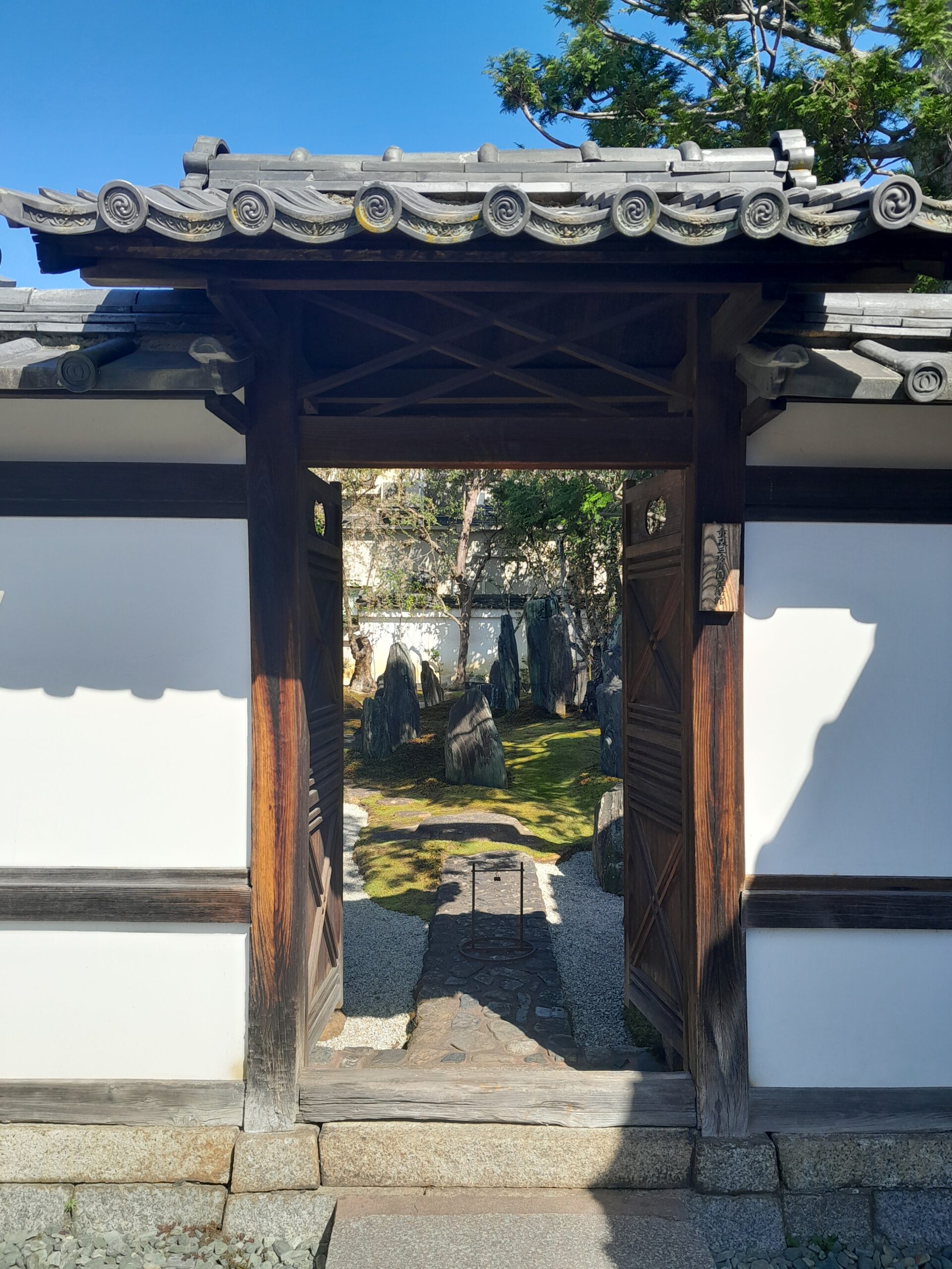 Blossoming Under the Cherry Blossoms